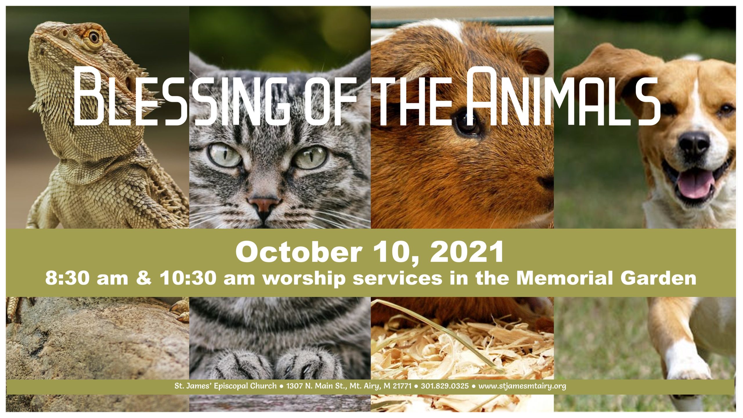 St. Francis Blessing of the Animals St. James' Episcopal Church Mt