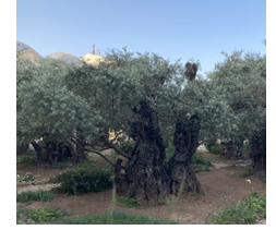 Triduum, the Most Sacred 3 Days